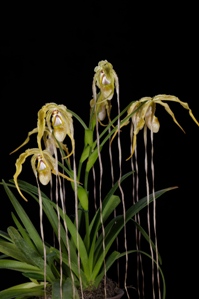 Phragmipedium Tall Tails Huntingtons Ladder AM/AOS 80 pts.Inflor